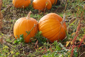 Louisville Halloween - Wallace Spalding Law Office