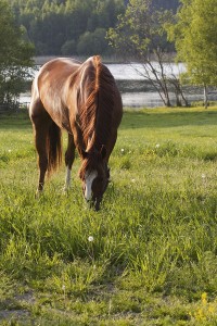 Kentucky Horse | Louisville Bankruptcy Lawyer | Wallace Spalding Law Office